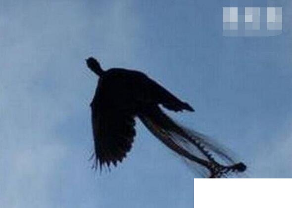 衛星拍到的真龍鳳凰